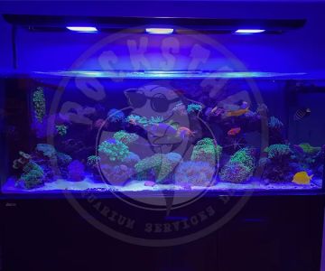 Rockstar Aquarium Services