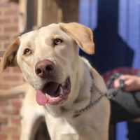 Providence South Animal Hospital ico