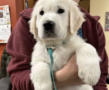 Richfield Area Pet Clinic