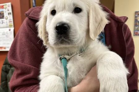 Richfield Area Pet Clinic