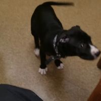 Brown Deer Animal Hospital LLC ico