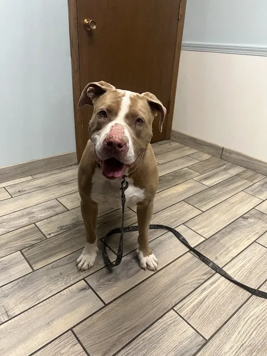 Brown Deer Animal Hospital LLC 12