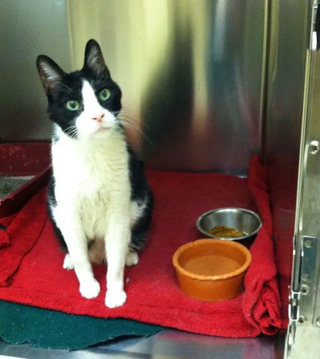 Haslett Animal Hospital 8