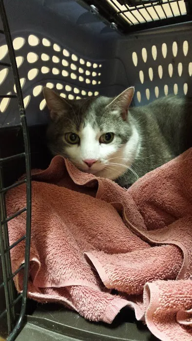 Haslett Animal Hospital 1