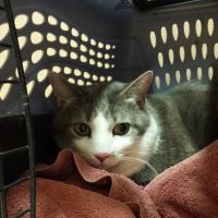 Haslett Animal Hospital ico