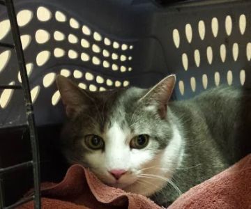 Haslett Animal Hospital