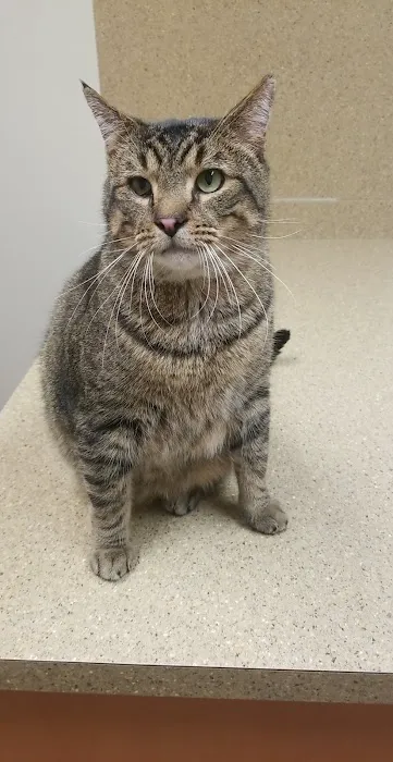 Haslett Animal Hospital 3