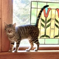 Evergreen Veterinary Clinic ico