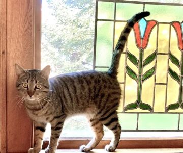 Evergreen Veterinary Clinic