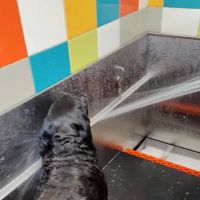 Unleashed by Petco ico