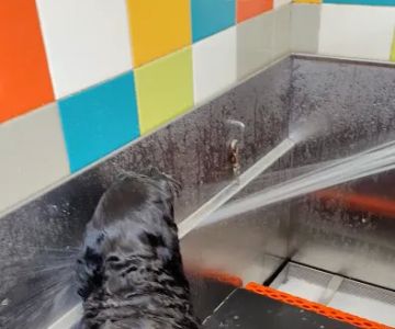 Unleashed by Petco