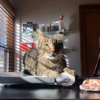 Riverside Cat Hospital ico
