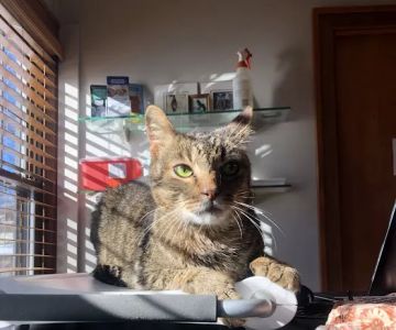 Riverside Cat Hospital