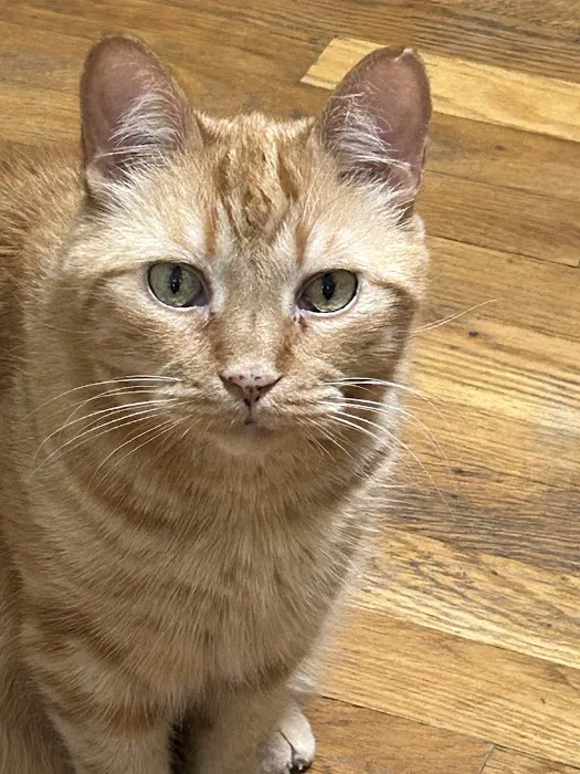Riverside Cat Hospital 3