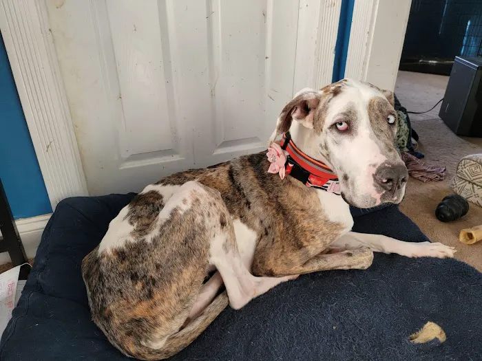 Greater Lansing Veterinary Center 12
