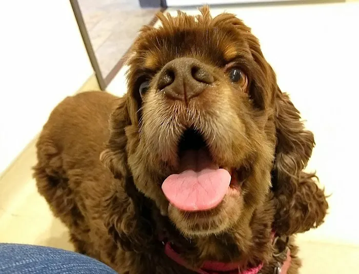 The Animal Ophthalmology Center 6