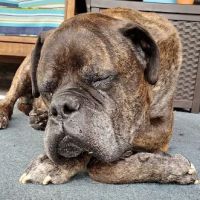 The Animal Ophthalmology Center ico