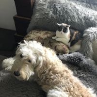 PETSTAURANT ico