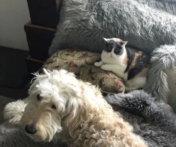 PETSTAURANT