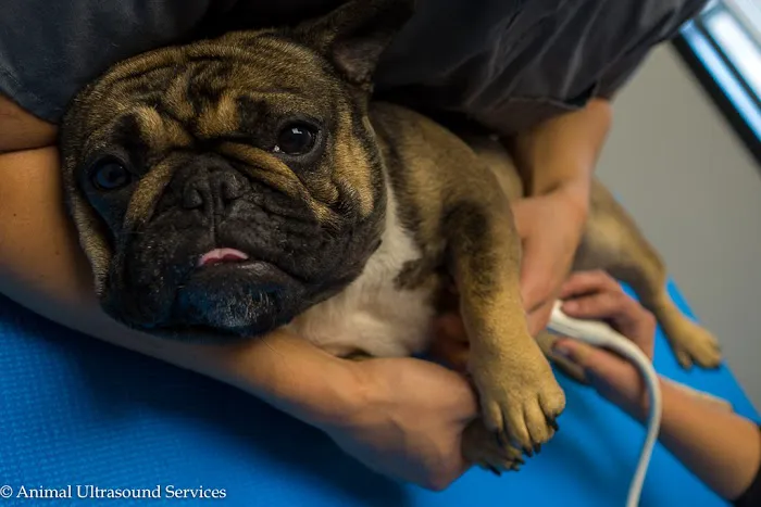 Animal Ultrasound Services, Inc 1