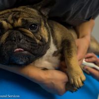 Animal Ultrasound Services, Inc ico