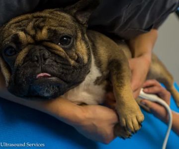 Animal Ultrasound Services, Inc