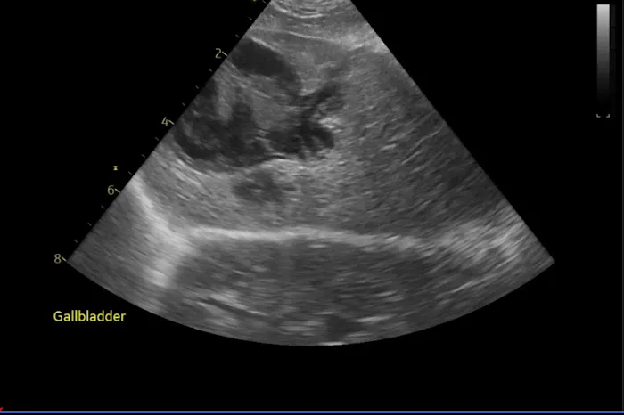 Animal Ultrasound Services, Inc 2