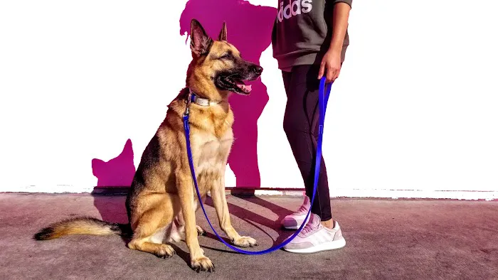 Leashed! LA 12