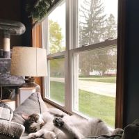 Mid-Michigan Veterinary Cardiology ico