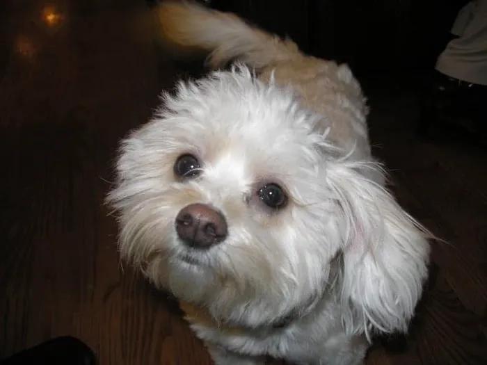 Mid-Michigan Veterinary Cardiology 12