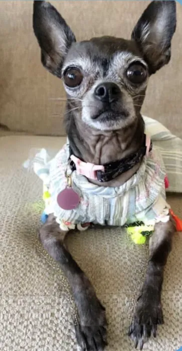 Mid-Michigan Veterinary Cardiology 12