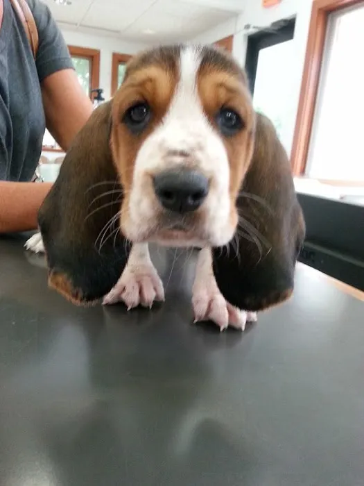 Williamston Animal Clinic 10