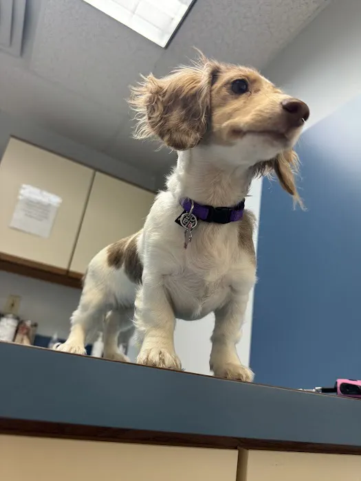 Williamston Animal Clinic 5