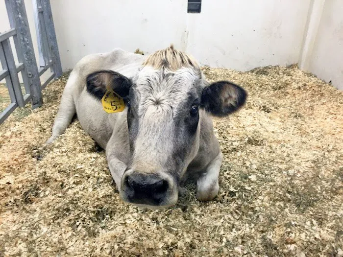 Michigan State University Veterinary Medical Center 12