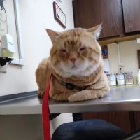 Prairie Animal Hospital ico