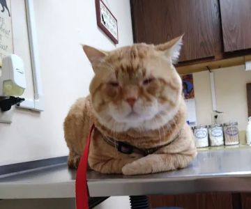 Prairie Animal Hospital