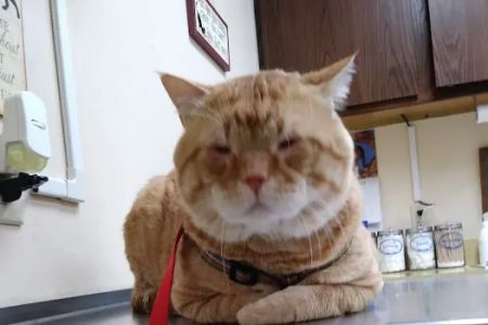 Prairie Animal Hospital