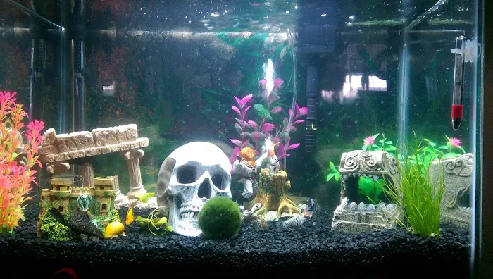 Tropical Fish and Feed 3