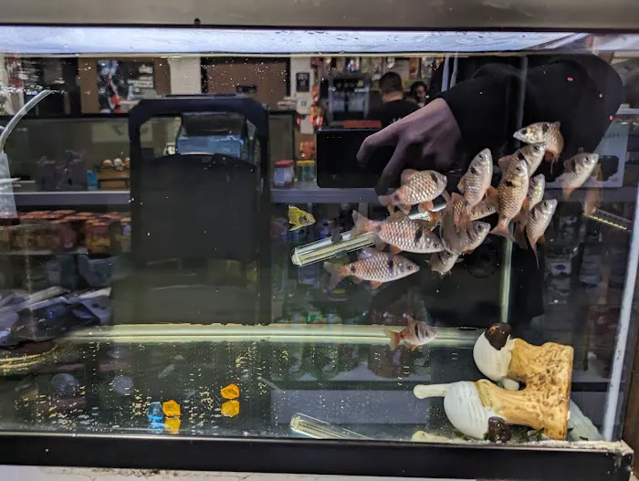 Tropical Fish and Feed 8