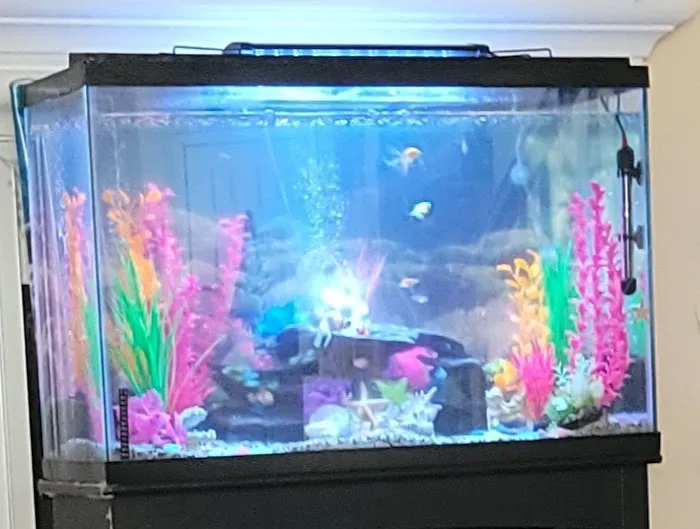Tropical Fish and Feed 9
