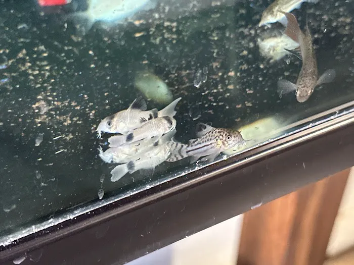 Tropical Fish and Feed 7