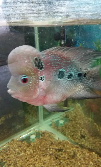 Tropical Fish and Feed 1