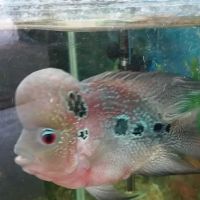 Tropical Fish and Feed ico