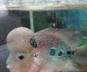 Tropical Fish and Feed