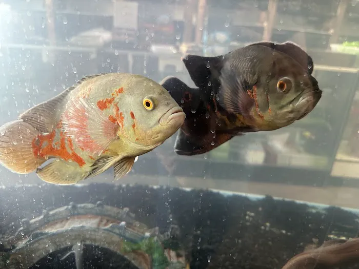 Tropical Fish and Feed 6