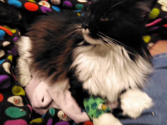 Animal Medical Center 12