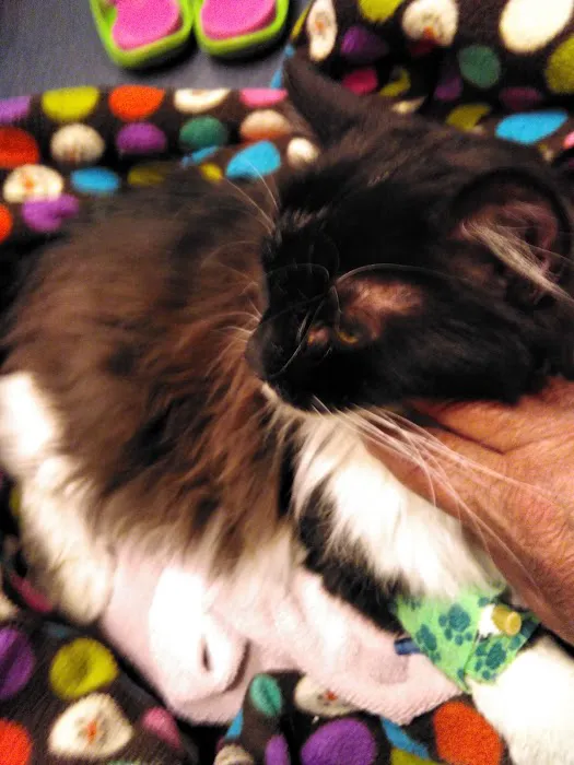 Animal Medical Center 12
