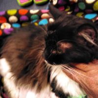 Animal Medical Center ico