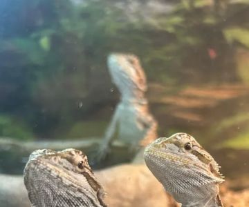 S &K Pet Shop Reptiles and Birds and supplies
