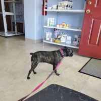 All Creatures Small Animal Hospital ico